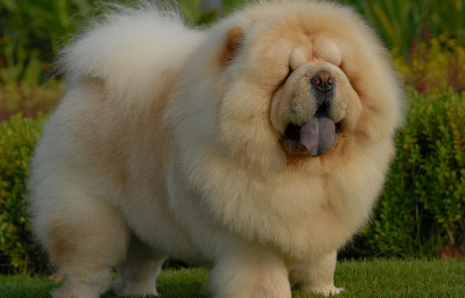 松狮犬大概要多少钱一只