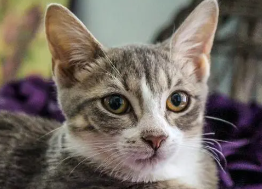 巴西宠物猫机场走失 主人豪掷1.26万人民币寻猫 巴西宠物猫机场走失 主人豪掷1.26万人民币寻猫
