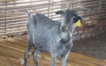 狗羊是什么羊品种