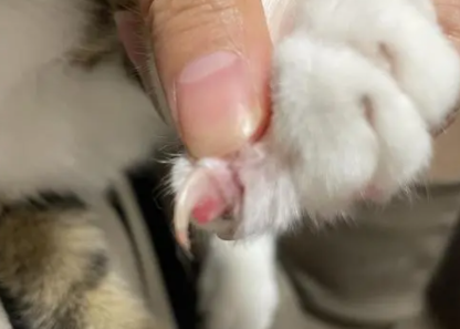 猫指甲整个掉了能自愈吗