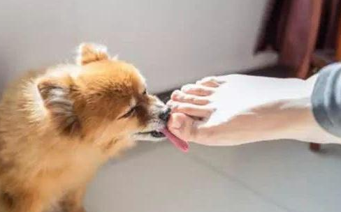 狗舔人是代表什么