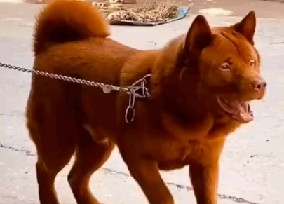 五红犬智商排名第几 五红犬智商排名第几