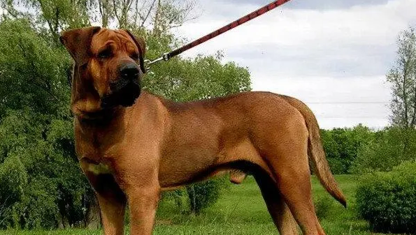 土佐犬需要裁耳吗
