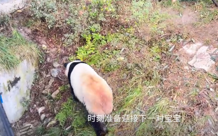 个体研学 || 看中国,国宝活化石——大熊猫 个体研学 || 看中国,国宝活化石——大熊猫