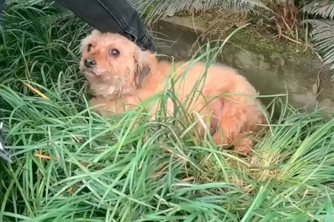 拖着腿,下雨天躲在麦地里的流浪狗,被一群人帮助后,抱着小哥的手满是祈求 拖着腿,下雨天躲在麦地里的流浪狗,被一群人帮助后,抱着小哥的手满是祈求