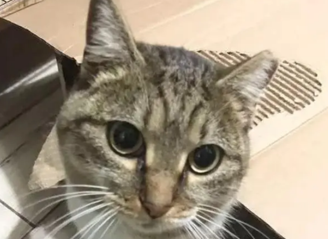流浪猫带着小猫来求助，小猫留下自己走了，2年后再次求助被收养