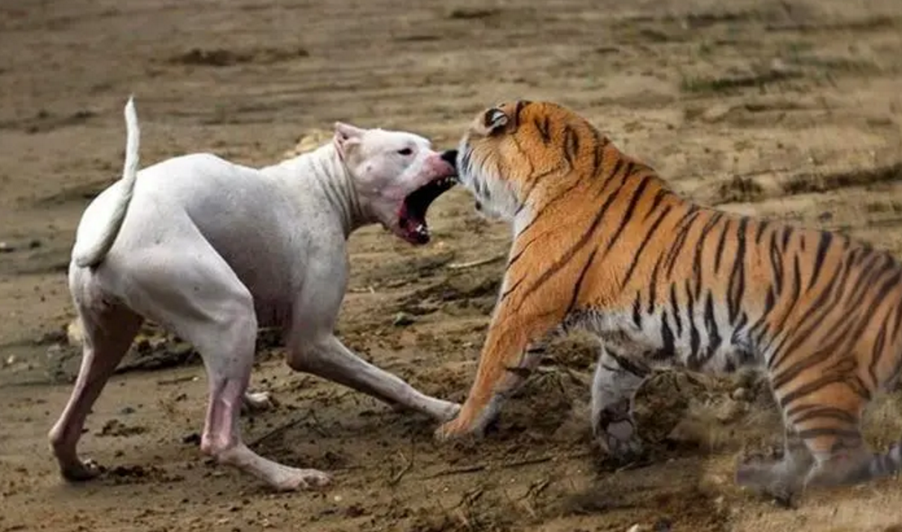 比特犬见了老虎会怕吗