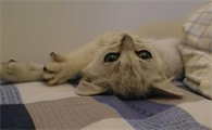 为什么说猫是阴邪之物