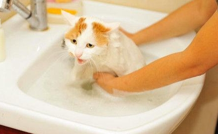 往猫身上泼水会怎样 往猫身上泼水会怎样