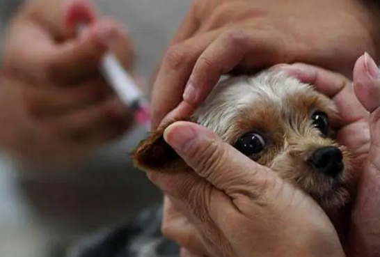 犬细小抗体检测参考值