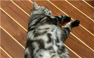 猫有肚脐眼吗