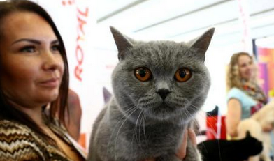 美国男子欲领养猫咪 意外与走失数月爱猫重逢