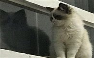 晚上残忍把猫关阳台