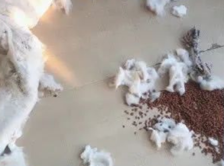 哈士奇自己拆家还不过瘾,还教出个小徒弟,主人:狗肉馆还开门吗 哈士奇自己拆家还不过瘾,还教出个小徒弟,主人:狗肉馆还开门吗