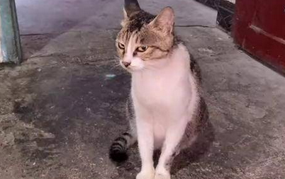 母猫最小几个月可以怀孕 母猫最小几个月可以怀孕