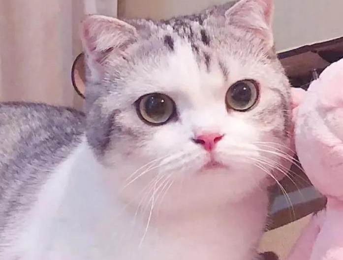 女性养猫为何妇科病重 女性养猫为何妇科病重