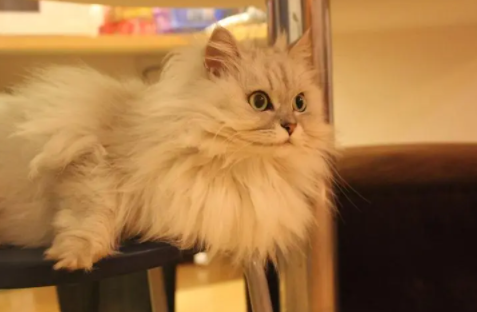 十大长毛发猫是什么品种