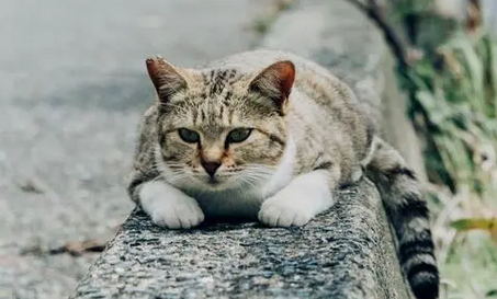 睡觉的时候猫总是踩你脸