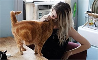 吸猫到底是对猫干嘛