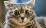 猫最害怕的声音