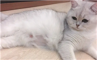 母猫后面两个蛋是什么