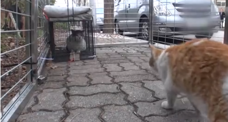 狸花猫先是充当着残疾橘猫的守护神,后被好心人出手相救,真暖 狸花猫先是充当着残疾橘猫的守护神,后被好心人出手相救,真暖