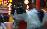 猫在佛家有什么说法
