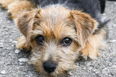 诺福克梗犬好养吗