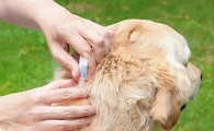 狗虱子在人身上怎么去除
