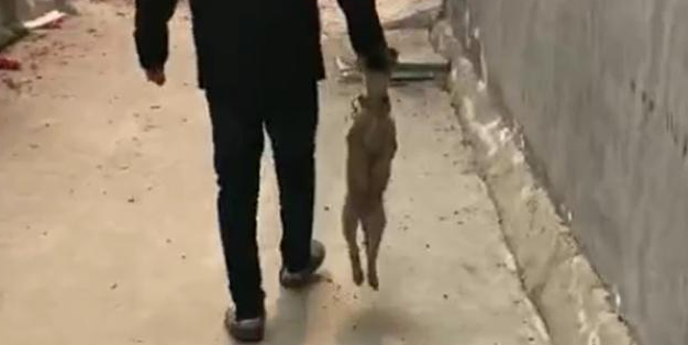 黄狗偷偷跑出家门,被主人握着头掂回家 黄狗偷偷跑出家门,被主人握着头掂回家