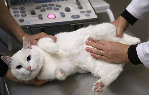 猫知道自己被阉了吗
