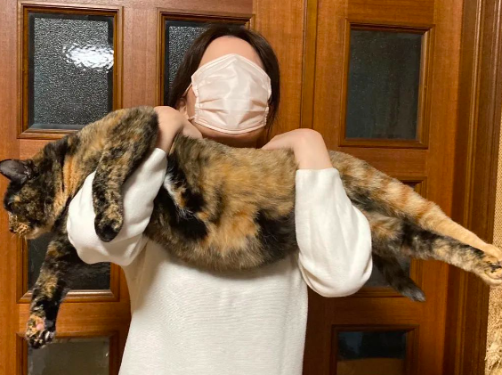 瘦小可怜的玳瑁猫被收养四年后发生了惊人变化...现在都胖到压手了! 瘦小可怜的玳瑁猫被收养四年后发生了惊人变化...现在都胖到压手了!