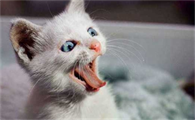 猫早上一直叫个不停是怎么回事