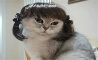 小红书卖猫骗定金骗局