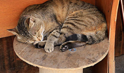 死尸为什么不能被猫碰 死尸为什么不能被猫碰