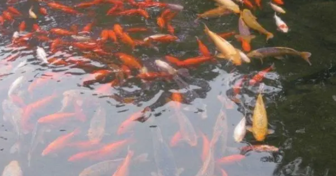 网友早上被冻醒,赶忙找到祖传铁锹砸鱼塘 网友早上被冻醒,赶忙找到祖传铁锹砸鱼塘