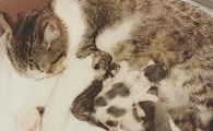 母猫生几只取决于什么