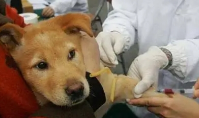狂犬疫苗多长时间内打