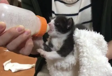 小猫能喝什么奶