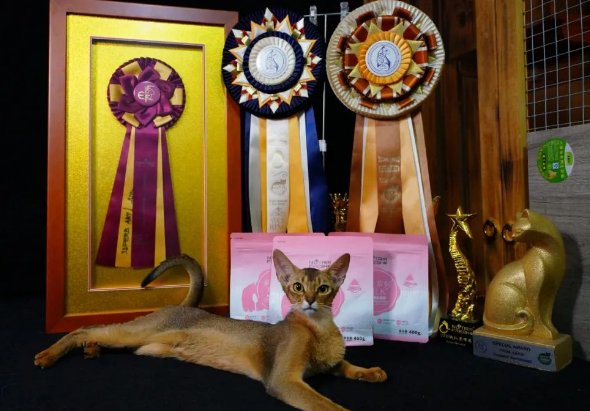 纯皓打造猫舍第一口粮,每年约有2000只赛级幼猫吃纯皓长大 纯皓打造猫舍第一口粮,每年约有2000只赛级幼猫吃纯皓长大