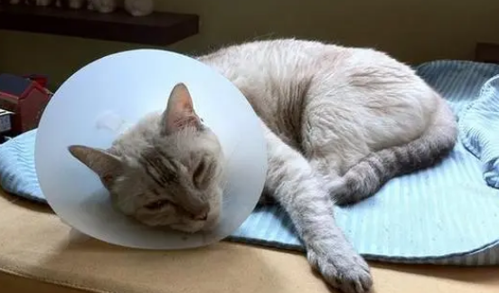 母猫下面流血是怎么回事 母猫下面流血是怎么回事