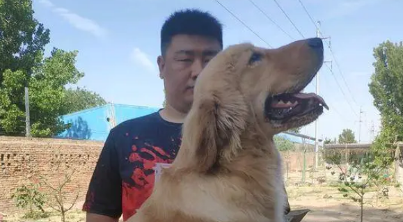 金毛已经是大小伙子了，有时间的时候就给它梳梳毛，很开心