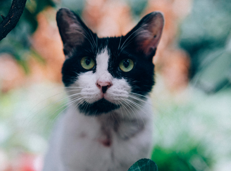 什么味道能让猫不乱尿