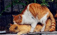 母猫怀孕了还会发情吗