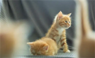 母猫第一次生小猫