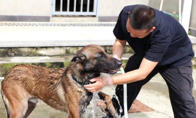 在警犬的墓地，训导员后悔自己做的事情，真相使网友泪目
