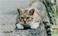 睡觉的时候猫总是踩你脸