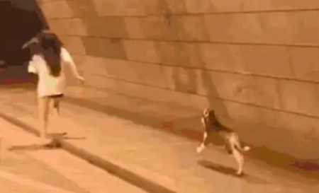 哈士奇和主人赛跑,结果主人不小心摔倒,随后二哈反应让人无奈 哈士奇和主人赛跑,结果主人不小心摔倒,随后二哈反应让人无奈