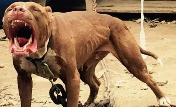 为什么别人养禁养犬却没事 为什么别人养禁养犬却没事