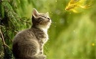 小猫的世界下起了小鱼